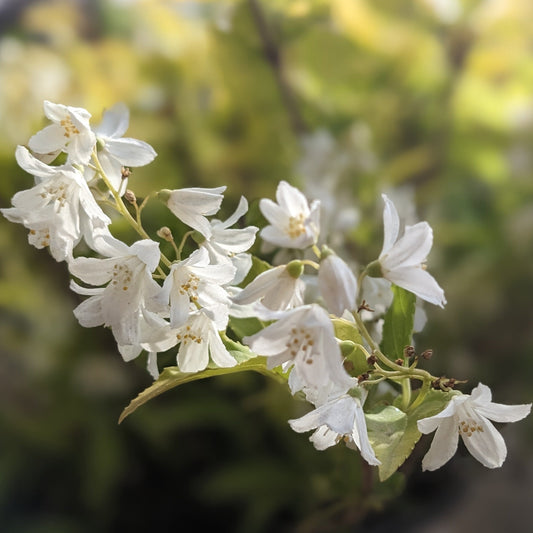 Chardonnay Pearls Dwarf Deutzia