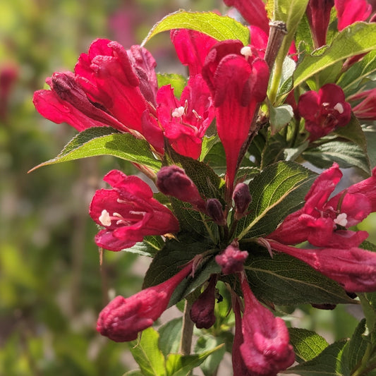 Red Prince Weigela