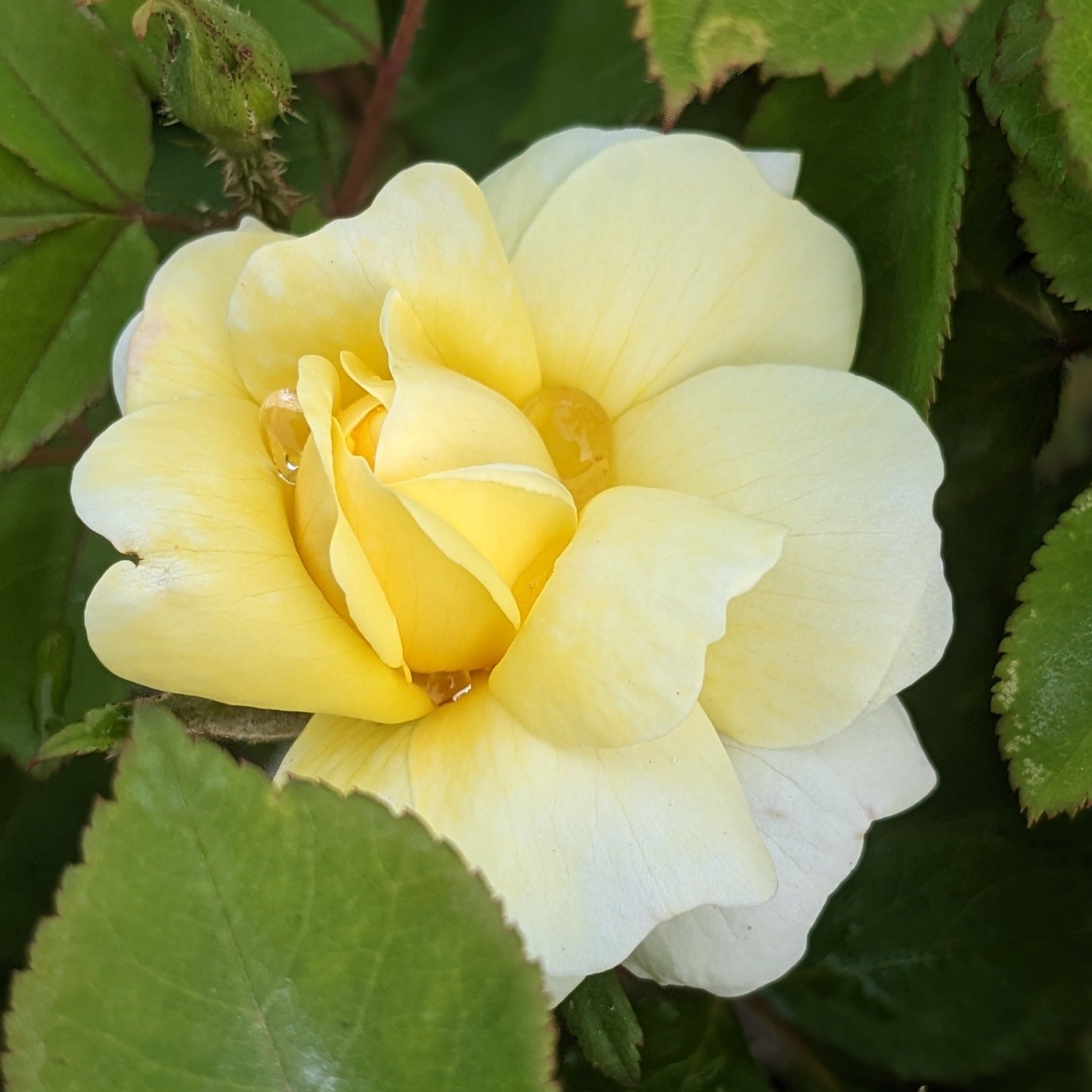 Sunny Knock Out Rose – Auburn Oaks Garden Center