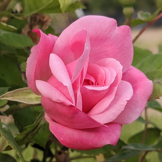 Pink Knock Out Rose