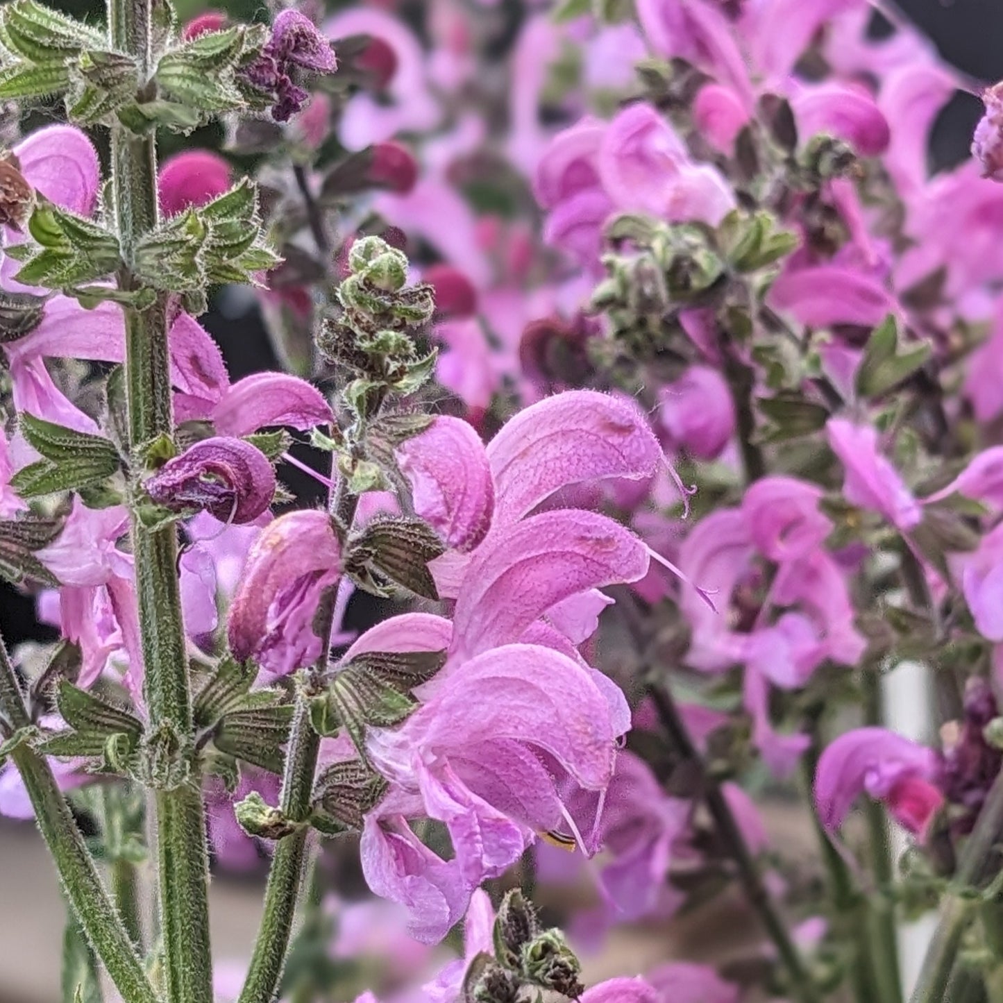 Moulin Rouge Salvia