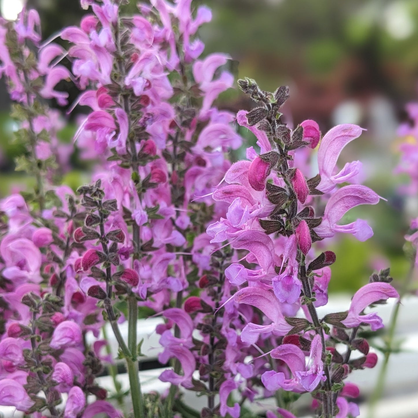 Moulin Rouge Salvia