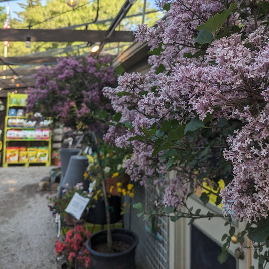 Dwarf Korean Lilac Tree
