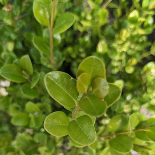 Winter Gem Boxwood