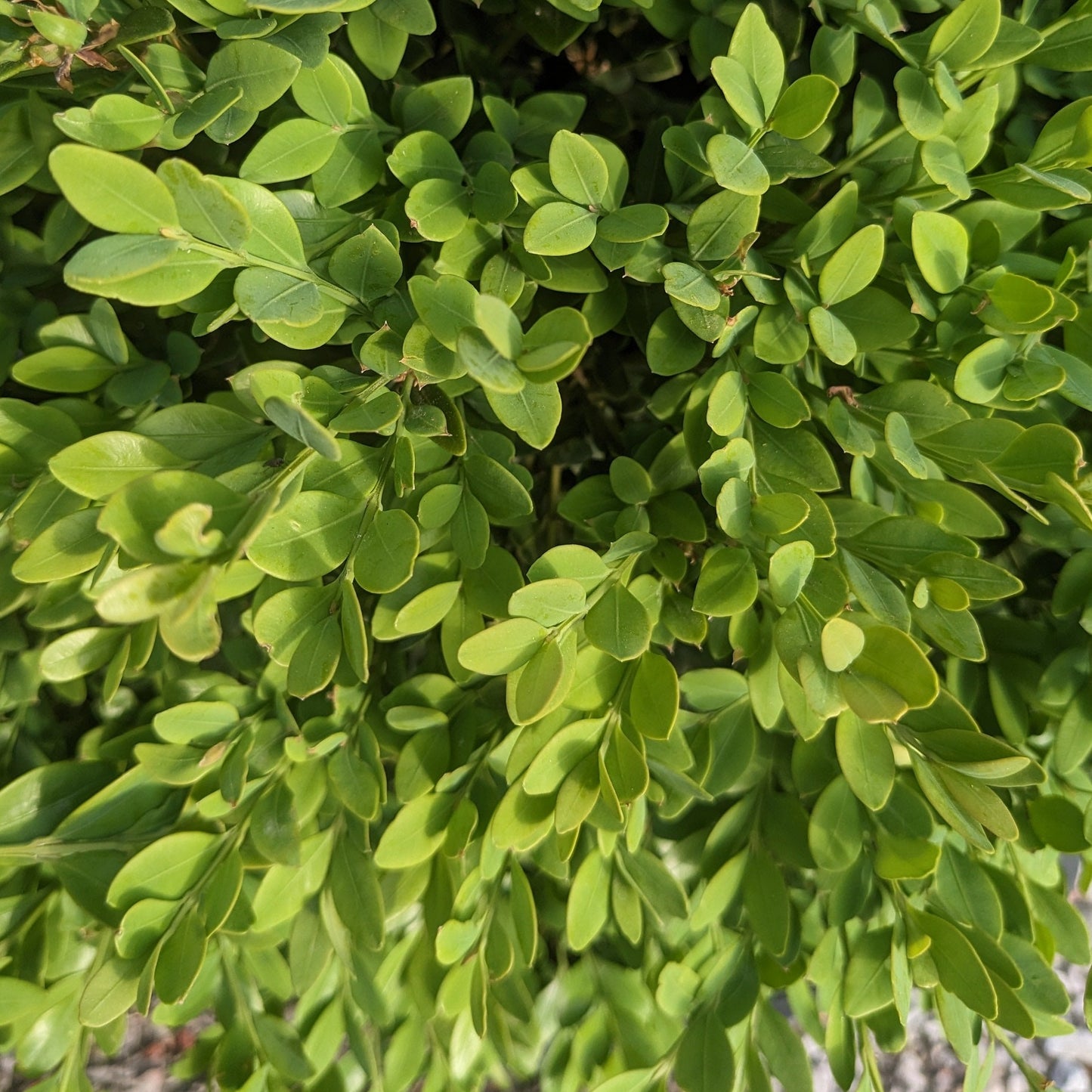 Green Velvet Boxwood