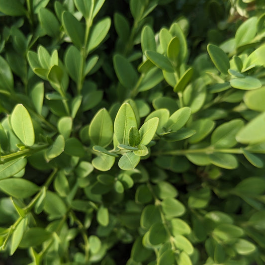 Green Mountain Boxwood