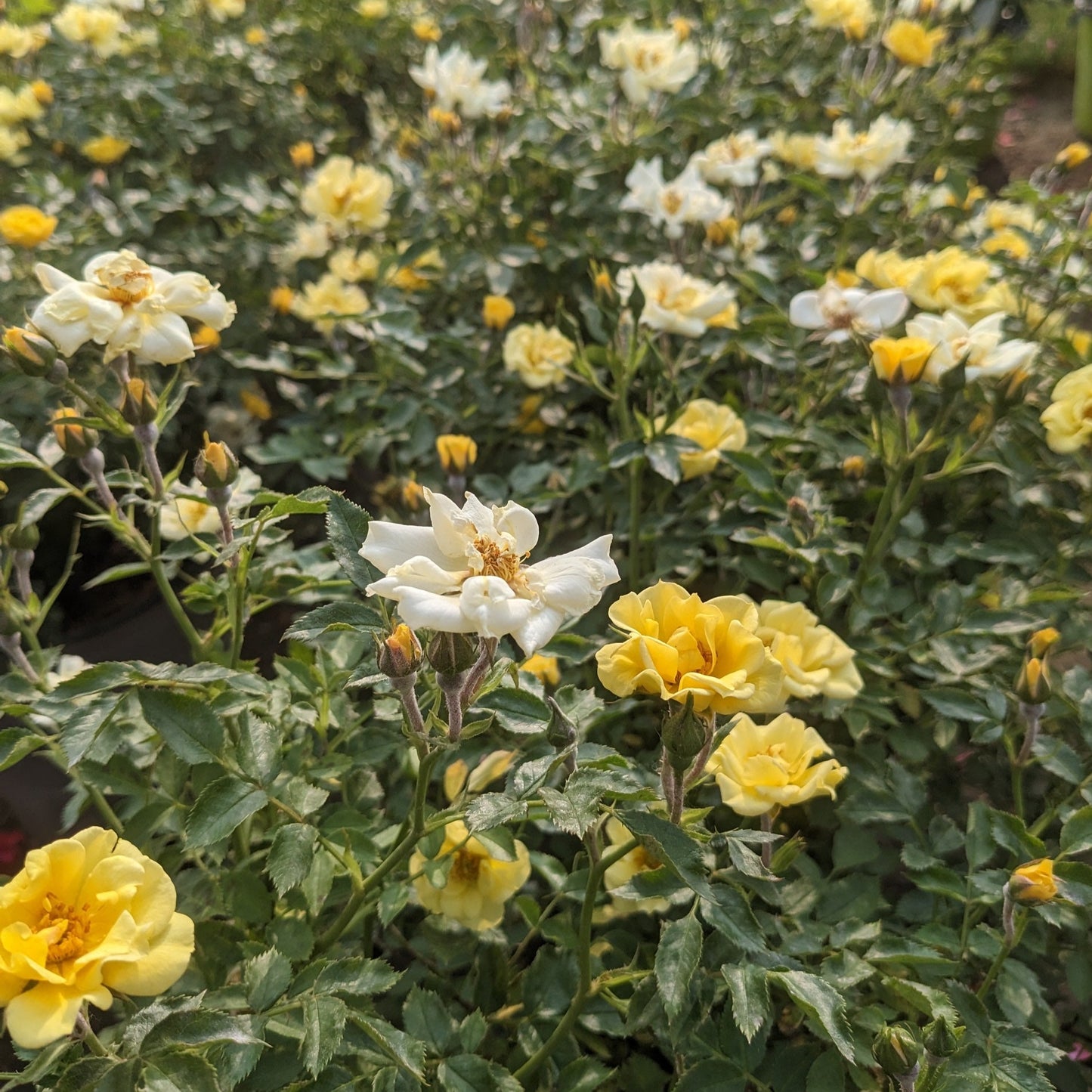 Lemon Drift Groundcover Rose