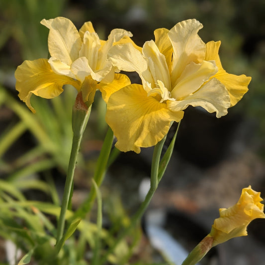 Sunfisher Iris