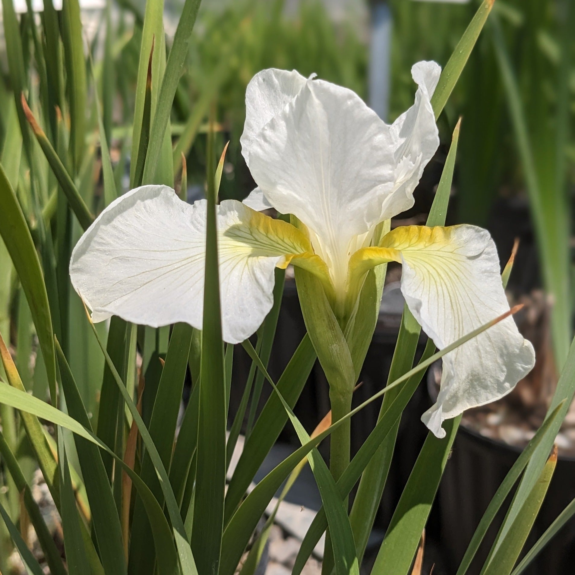 Iris sibirica Swans In Flight - Iris de Siberie / Siberian Iris - Nos  végétaux - Jardin2m