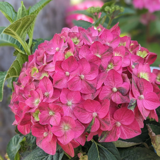 Summer Crush Bigleaf Hydrangea