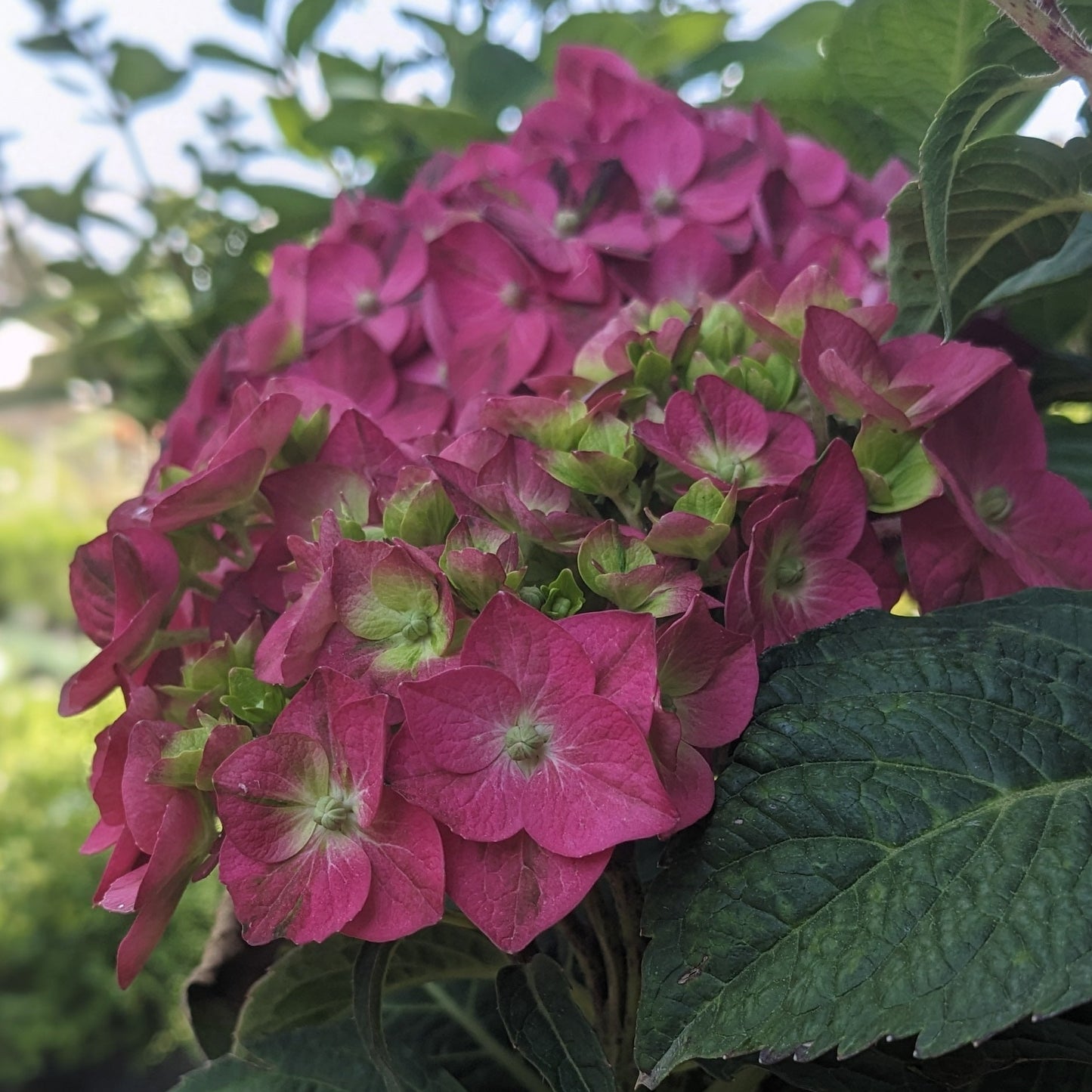 Summer Crush Bigleaf Hydrangea