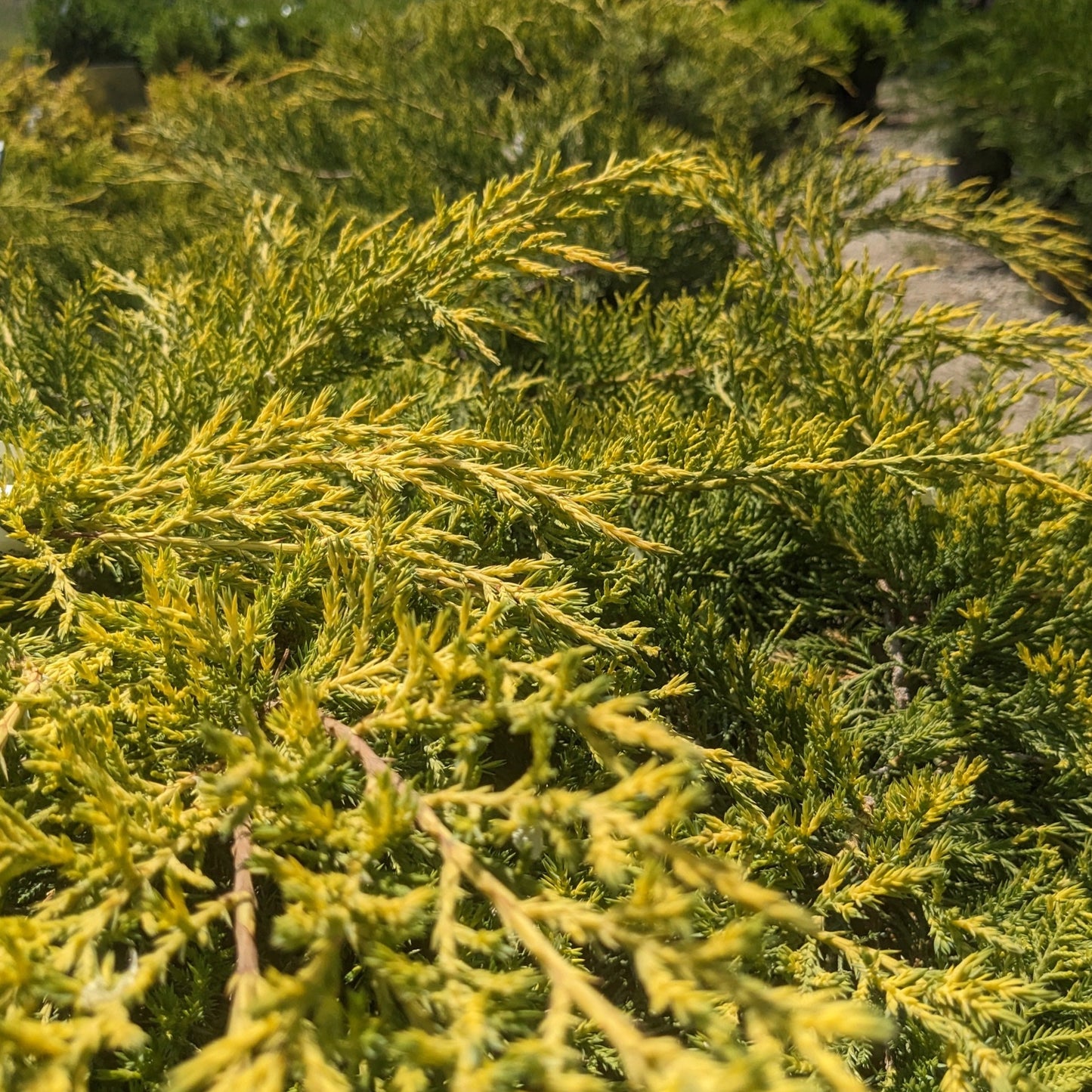 Gold Coast Juniper