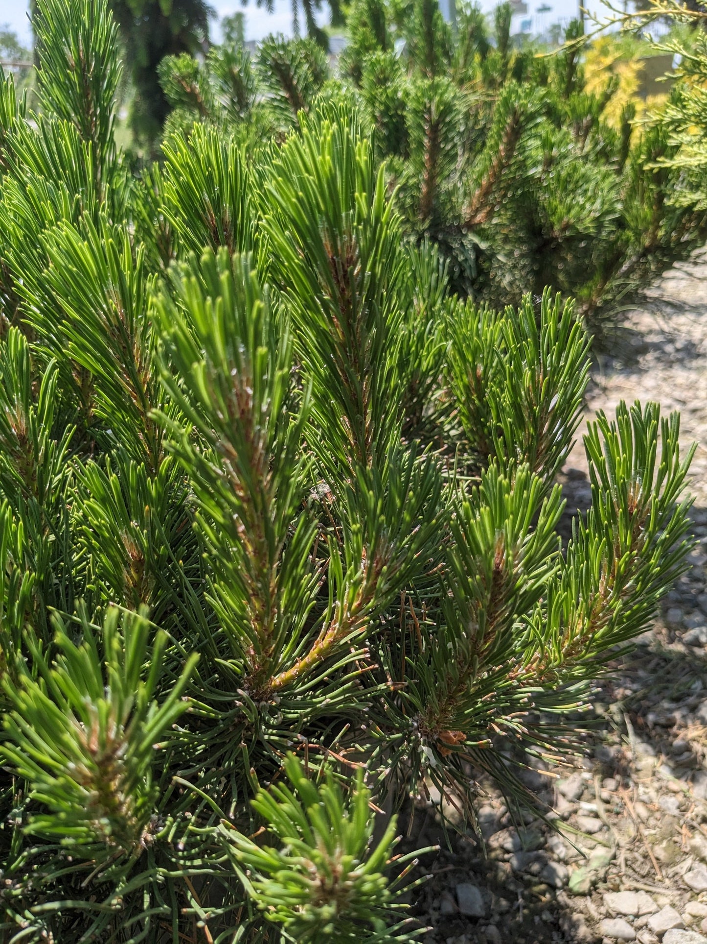 Dwarf Mugo Pine