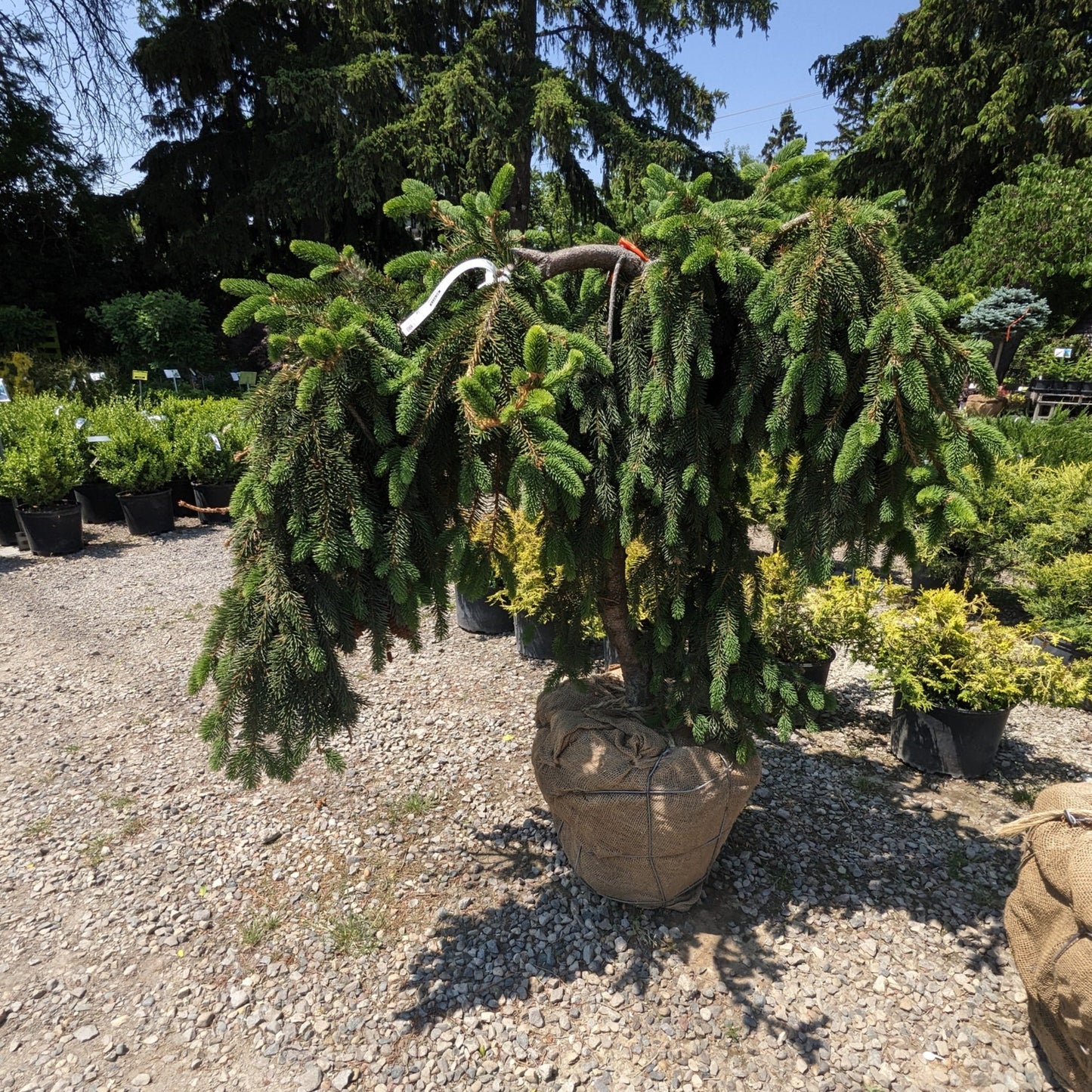 Weeping Norway Spruce