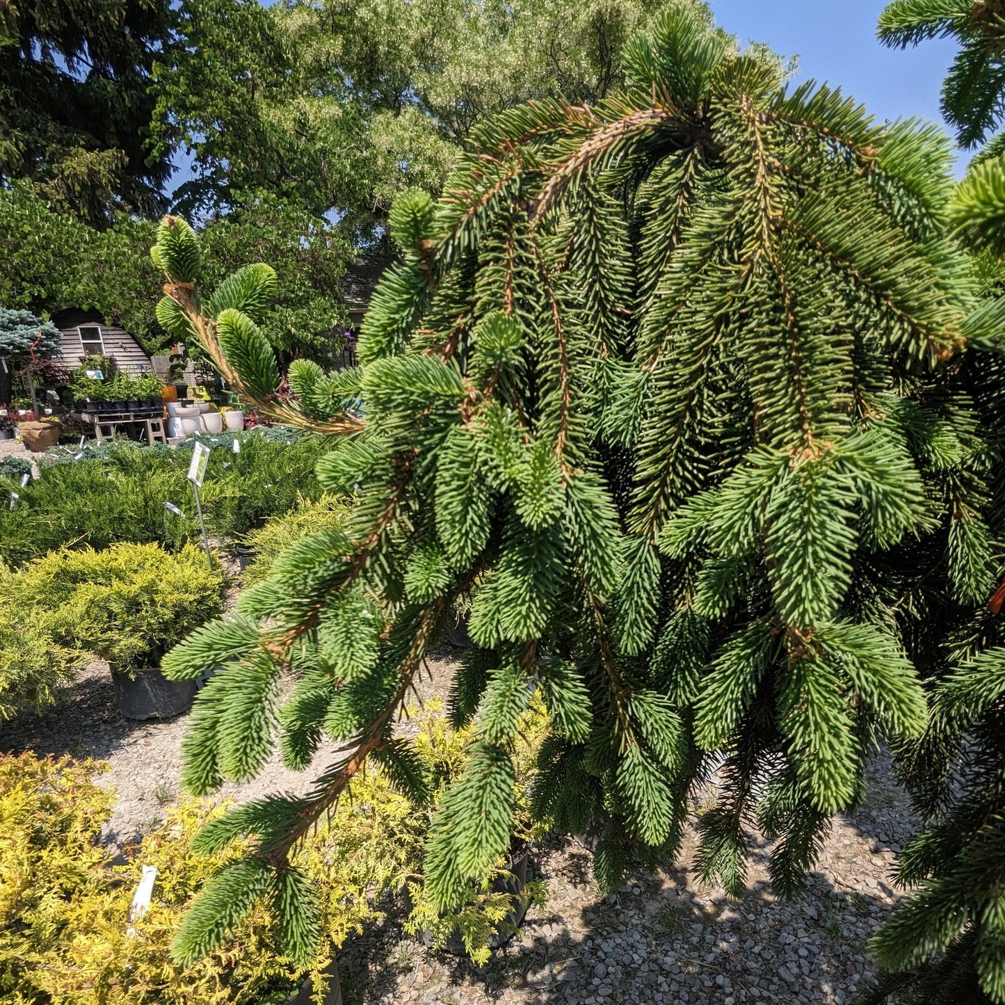 Weeping Norway Spruce