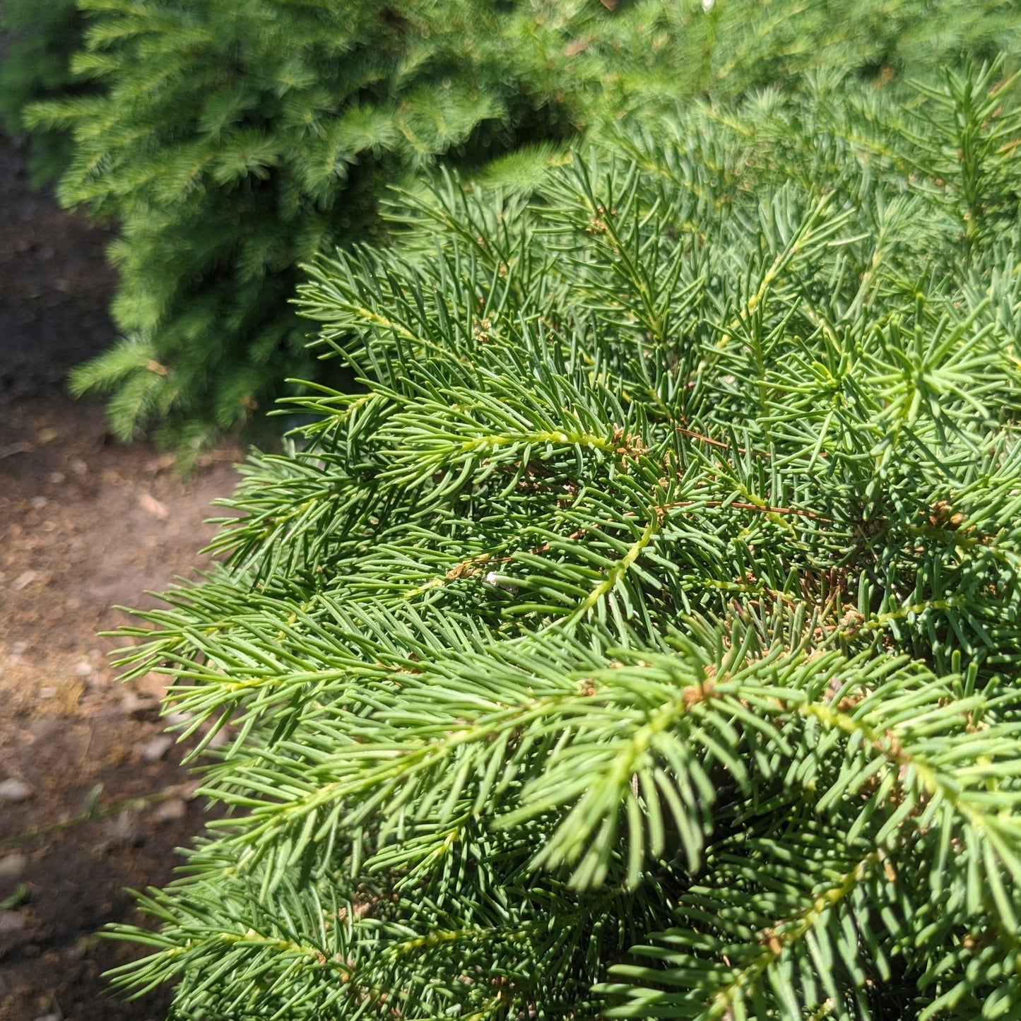 Bird's Nest Spruce