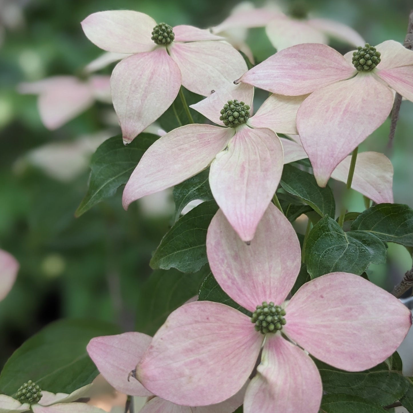 Kousa Dogwood