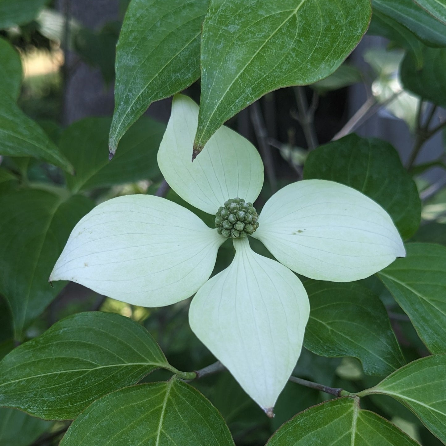 Kousa Dogwood