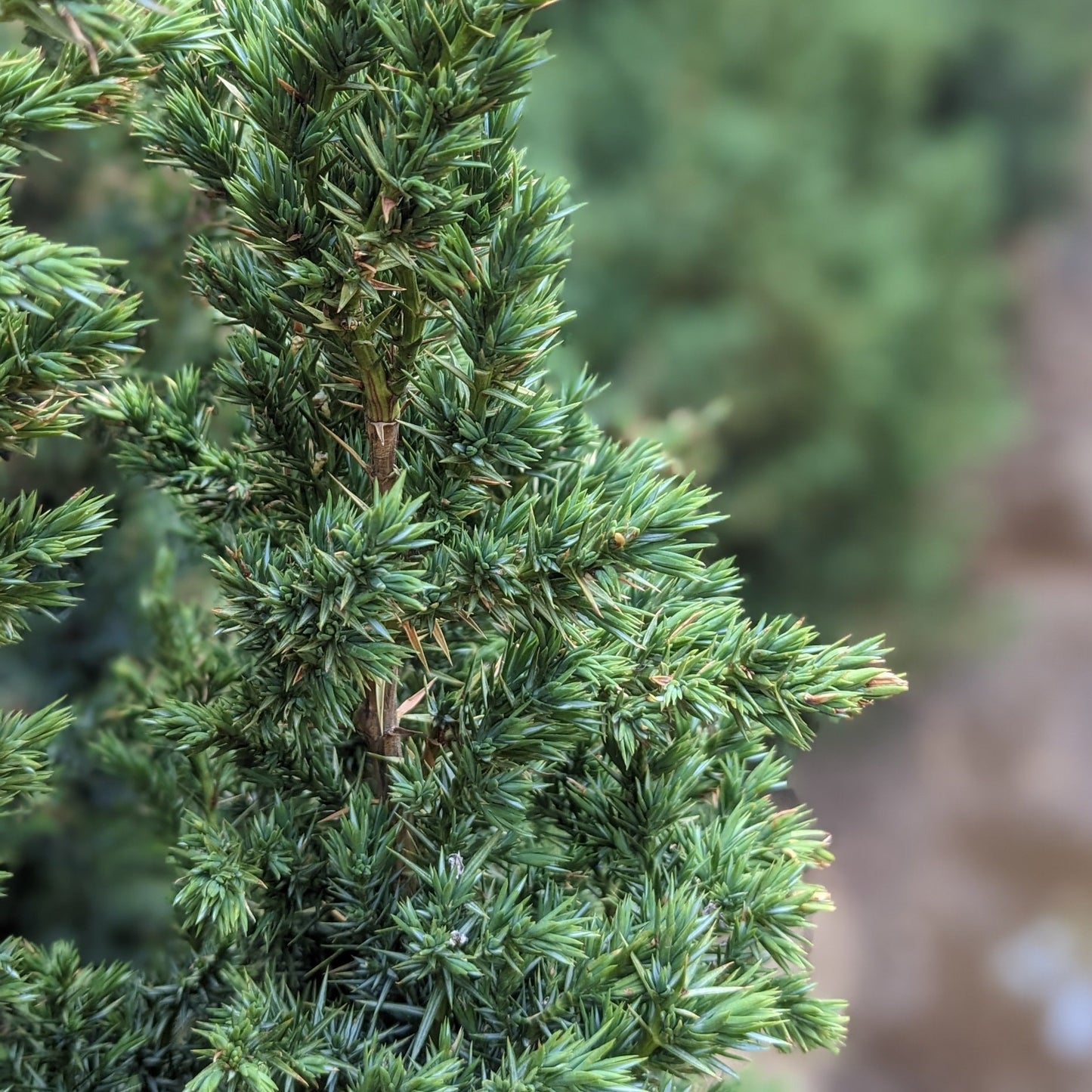 Star Power Juniper