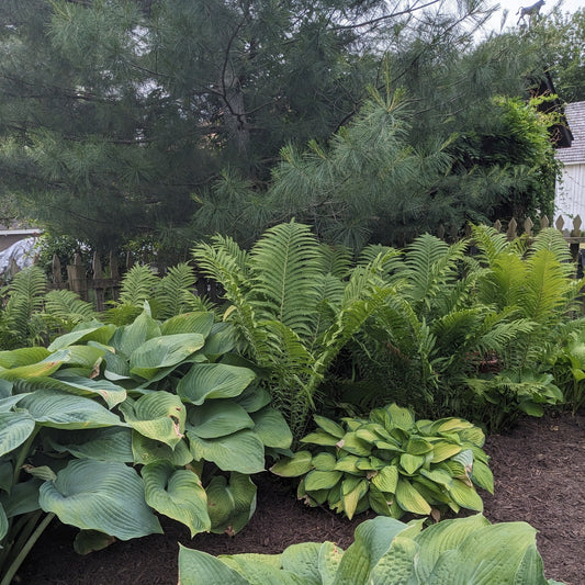 Ostrich Fern