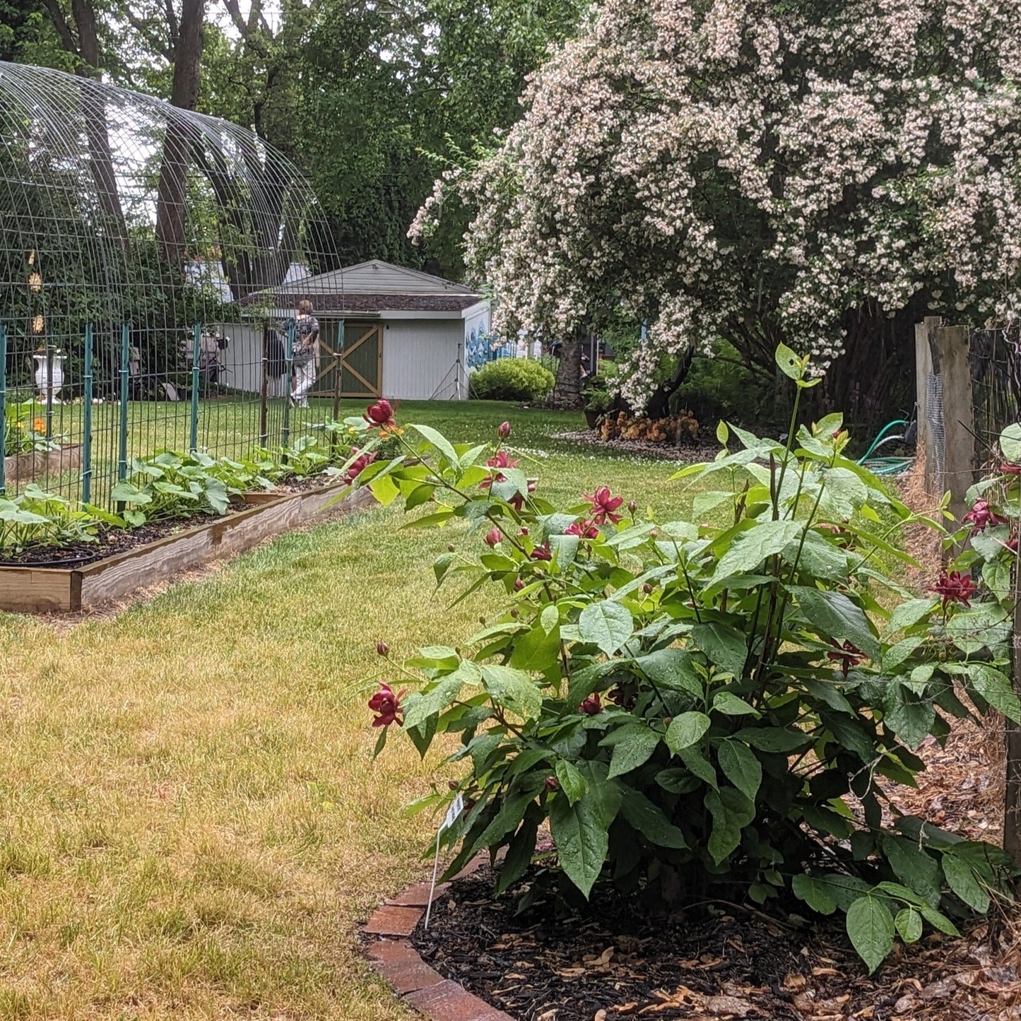 Aphrodite Red Sweetshrub