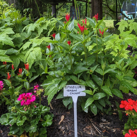 Little Red Head Spigelia