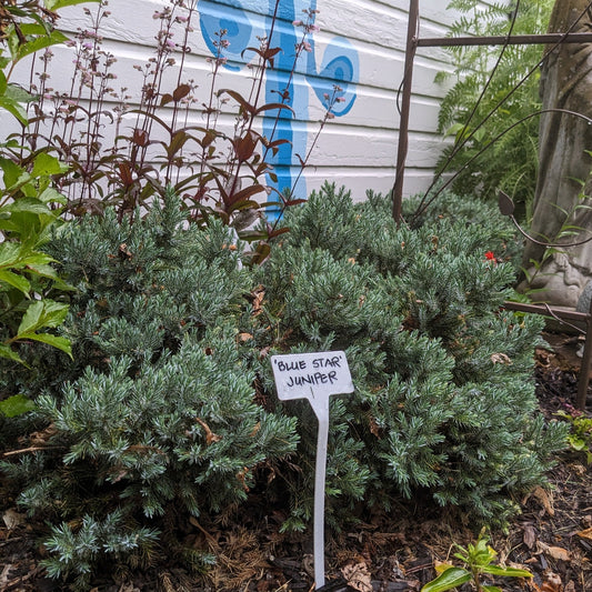 Blue Star Juniper