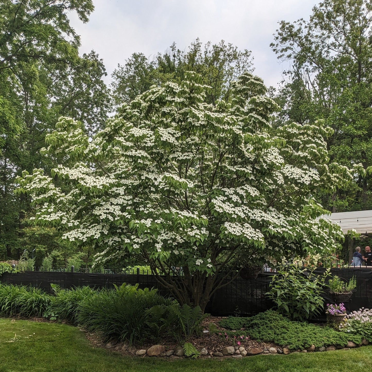 Kousa Dogwood