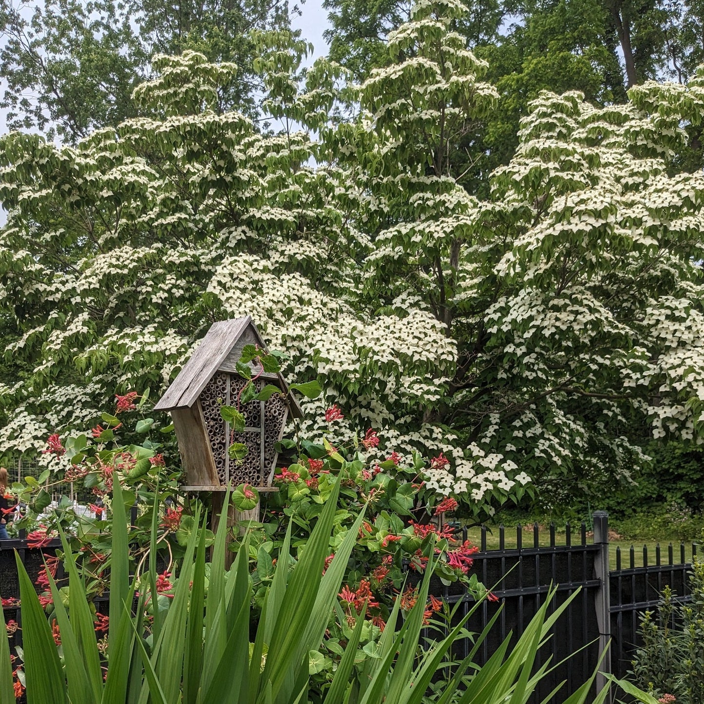 Kousa Dogwood