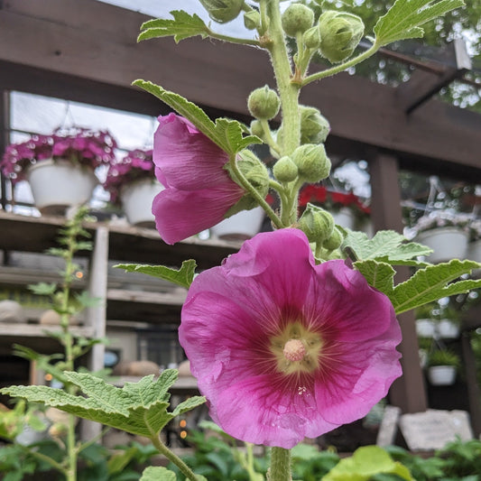 Las Vegas Hollyhock