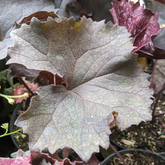 Britt-Marie-Crawford Ligularia