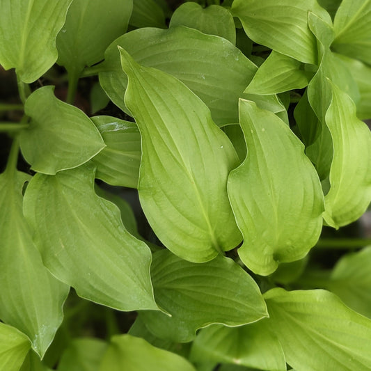 Honeybells Hosta