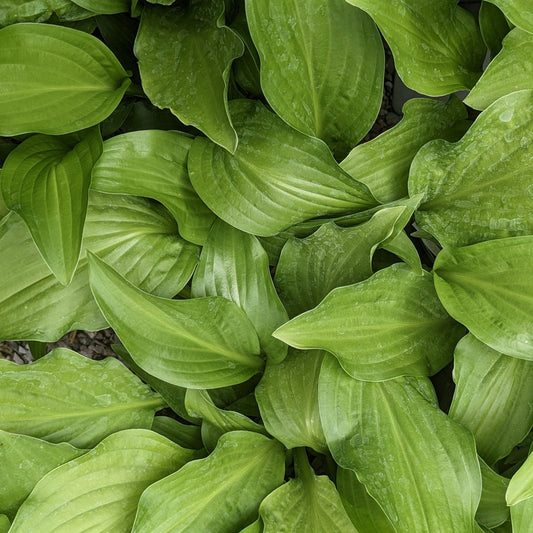 Royal Standard Hosta