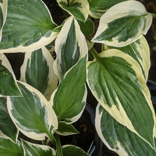 Patriot Hosta