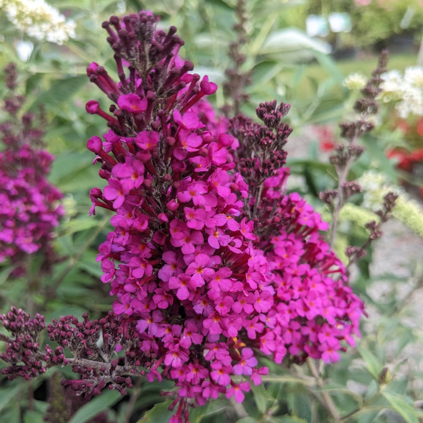 Buzz Hot Raspberry Butterfly Bush