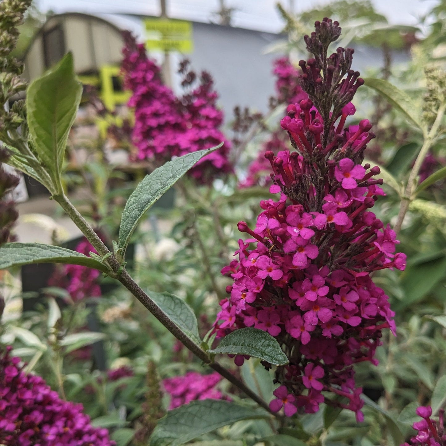 Buzz Hot Raspberry Butterfly Bush