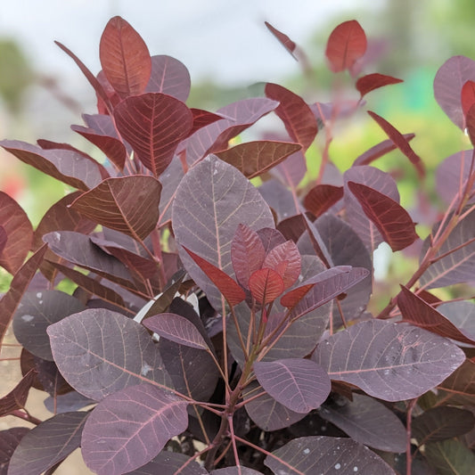 Royal Purple Smokebush