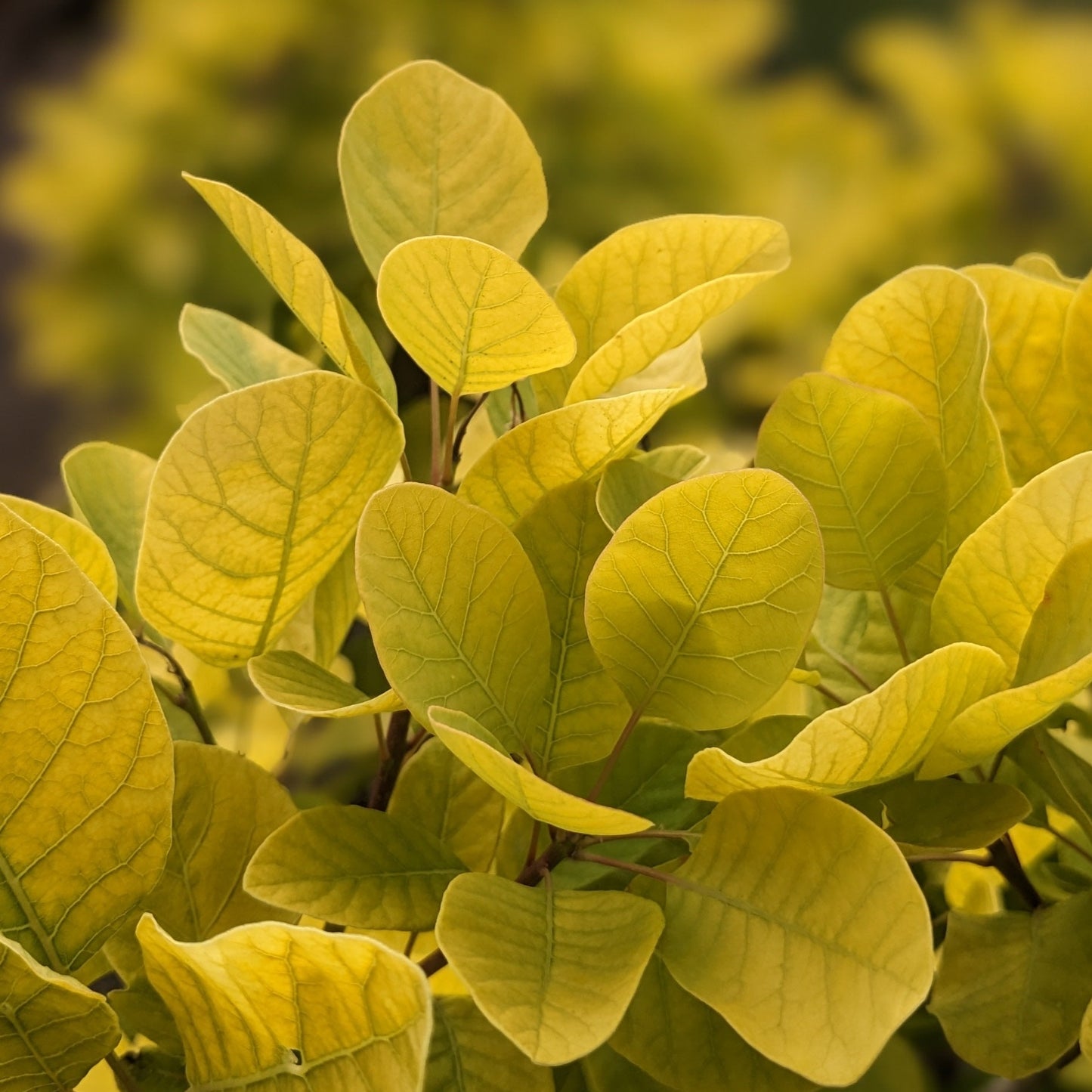 Golden Spirit Smokebush