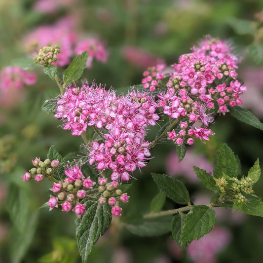 Little Princess Spirea