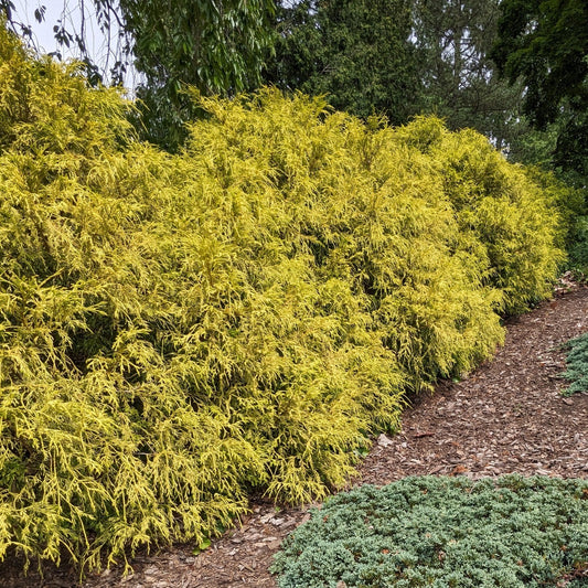 Vintage Gold Falsecypress