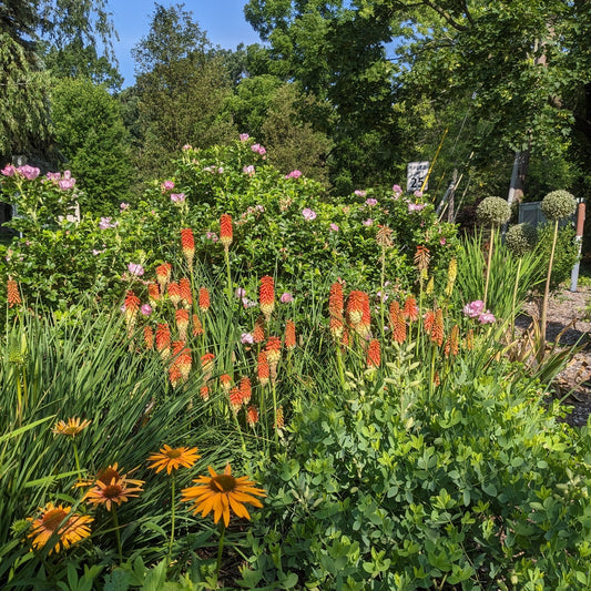 Royal Castle Mix Red Hot Poker