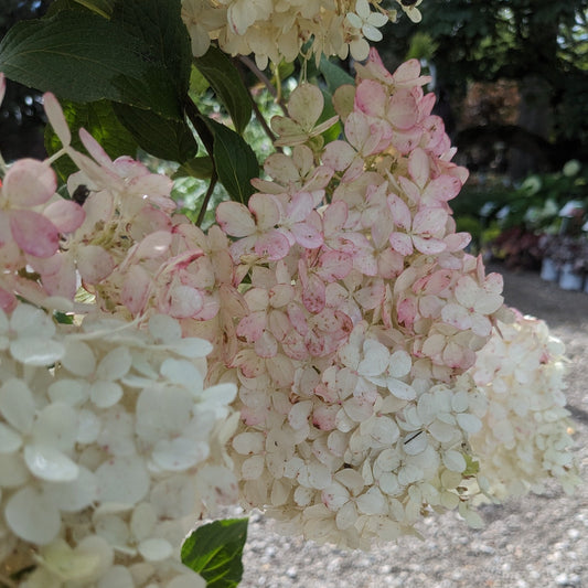 Vanilla Strawberry Hydrangea Tree