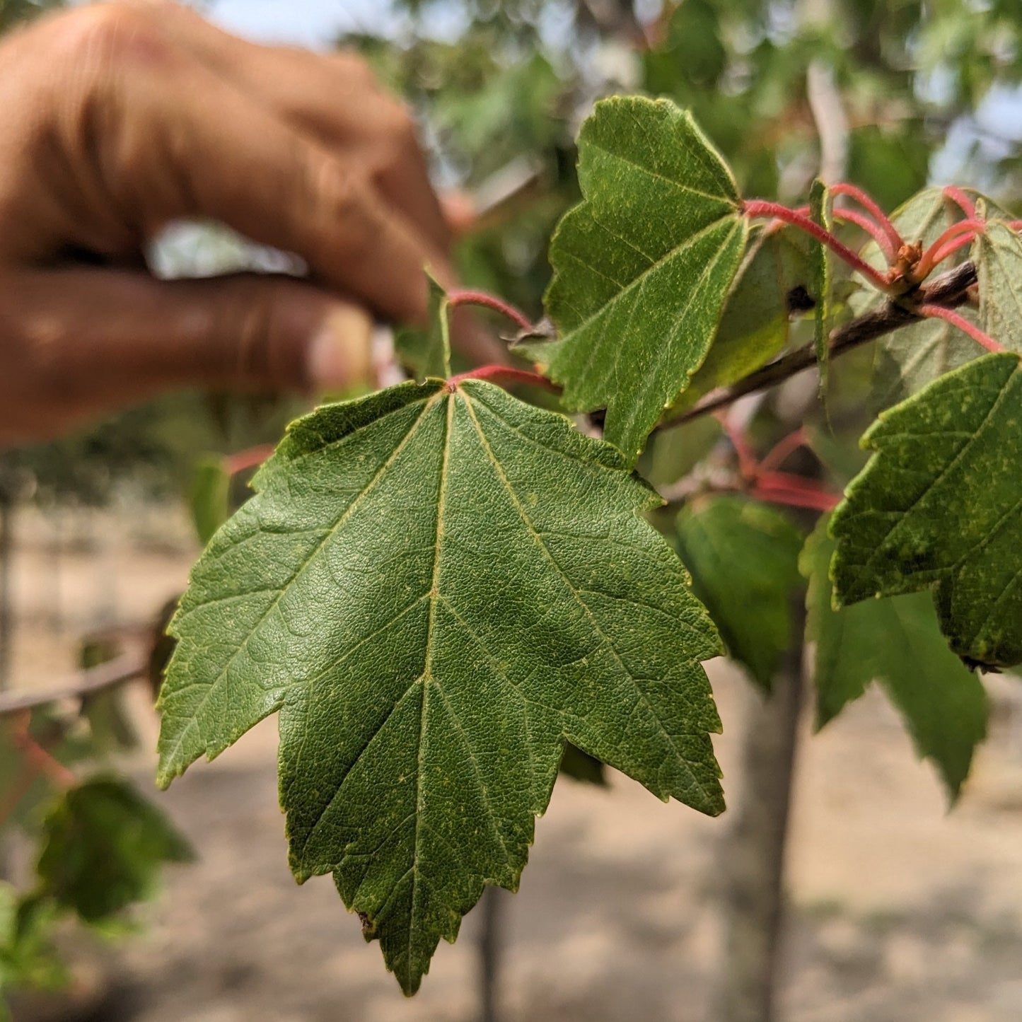 Brandywine Red Maple