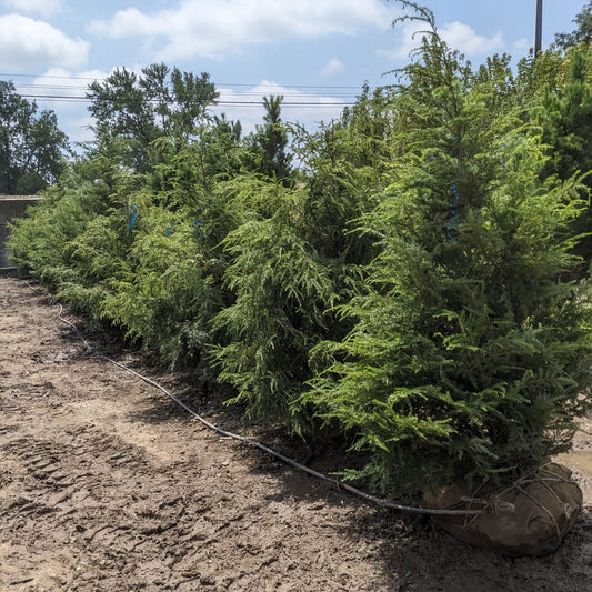 Canadian Hemlock
