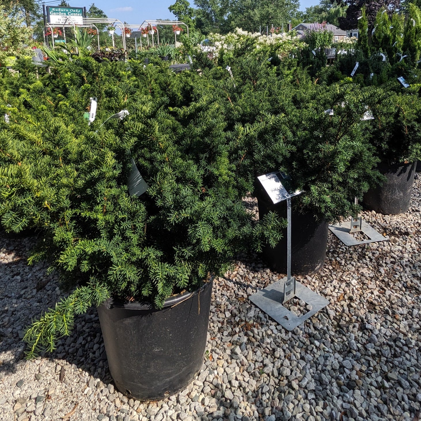 Densiformis Yew