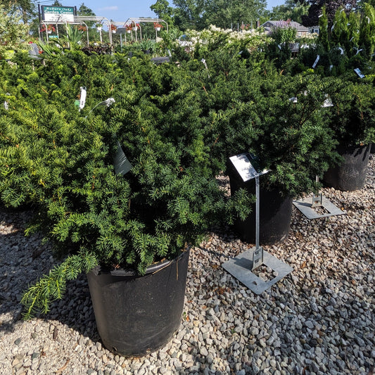Densiformis Yew