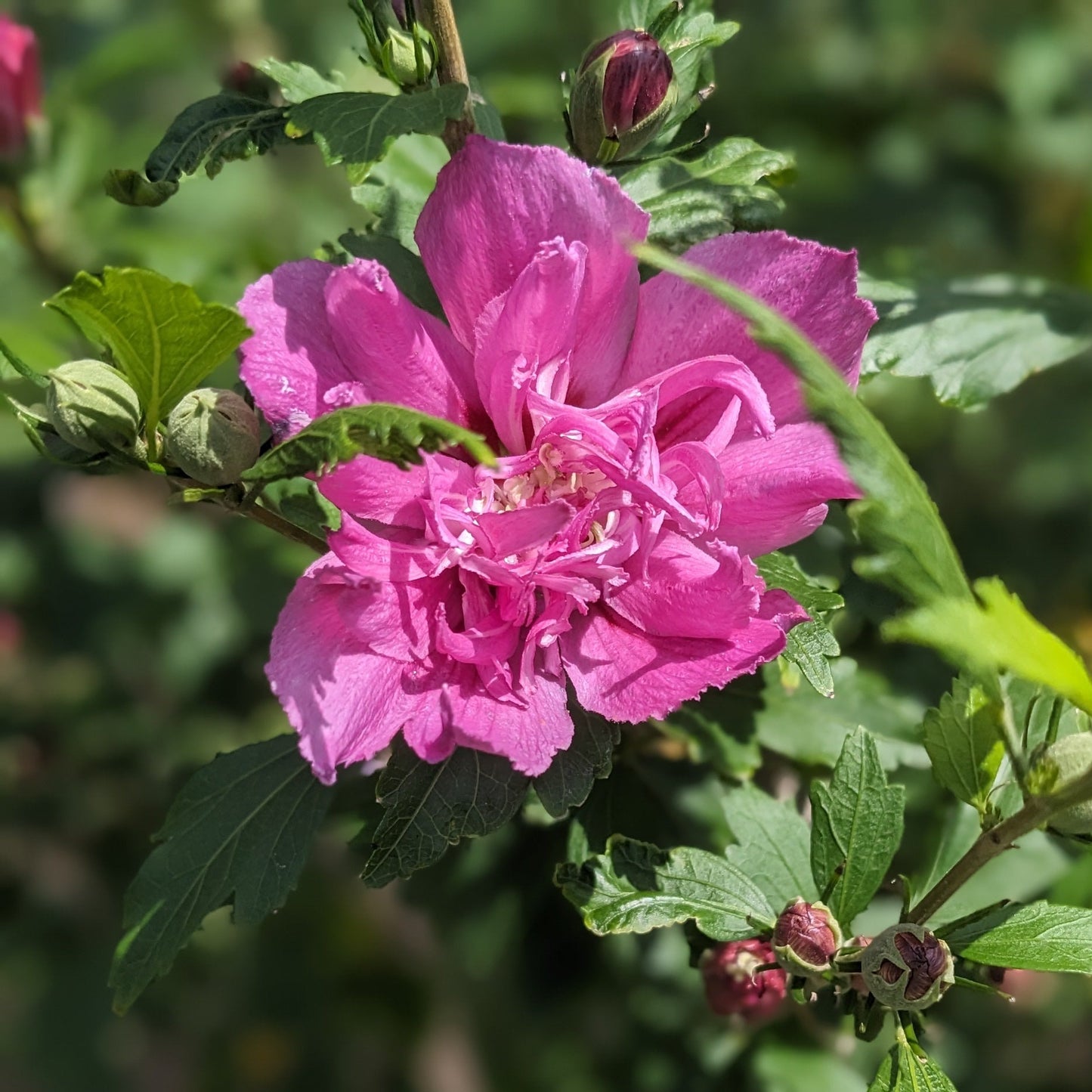 Assorted Rose of Sharon