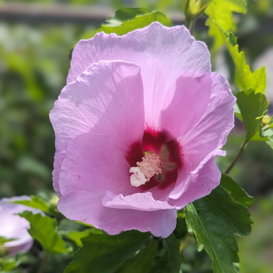 Minerva Rose of Sharon