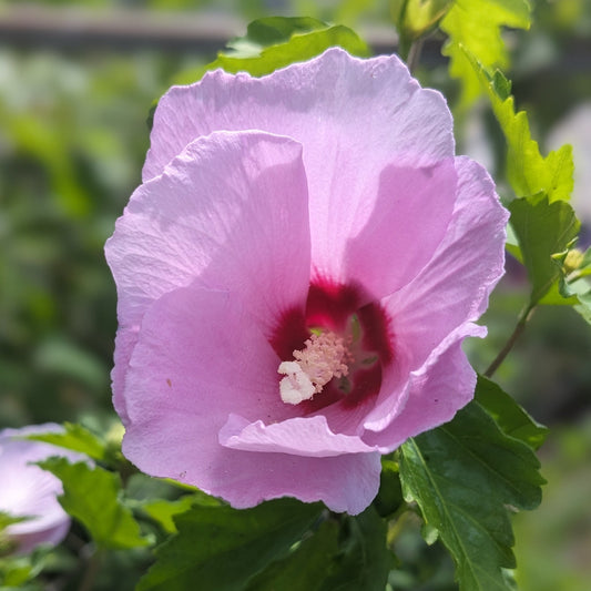 Minerva Rose of Sharon Tree