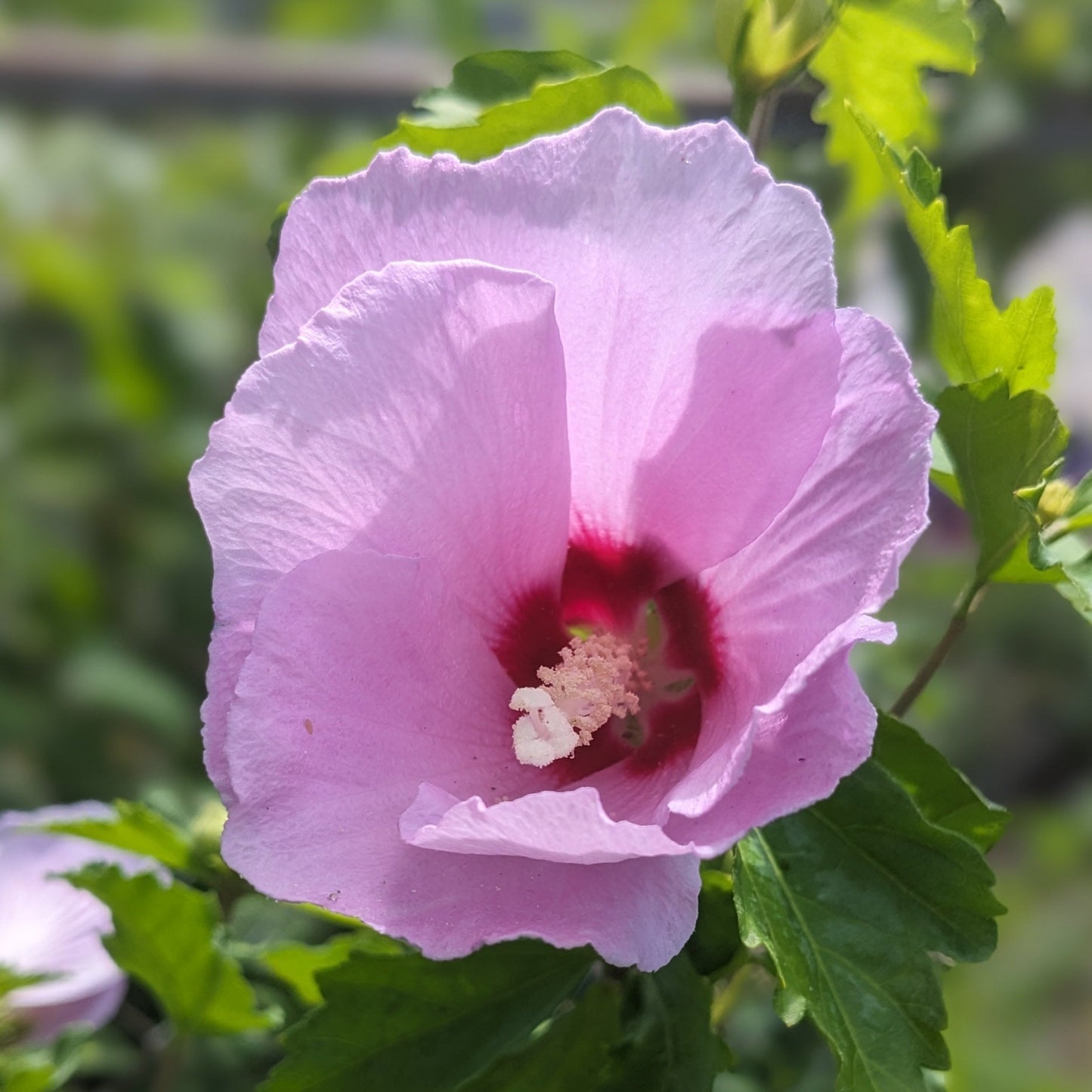 Assorted Rose of Sharon